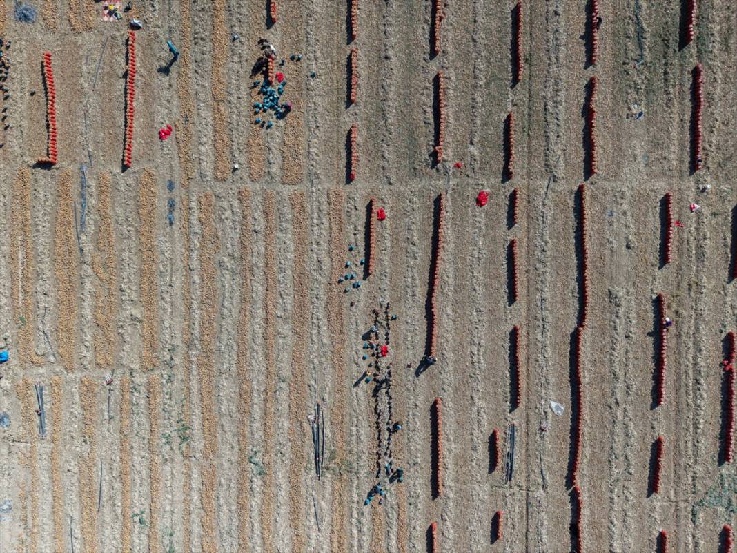 Konya Ovası’nda tablo gibi hasat 4